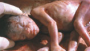 Wielka Brytania: Aborcjoniści zarzucają obrońcom życia brak moralności!