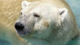 Zemsta niedźwiedzi polarnych: rozmnażają się wbrew ekologom